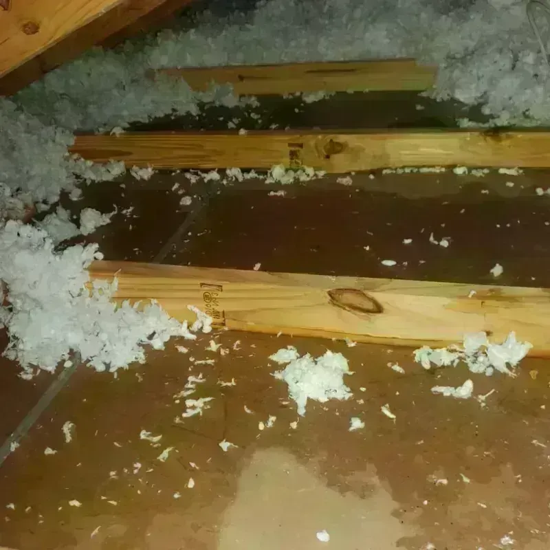 Attic Water Damage in Oakland, FL